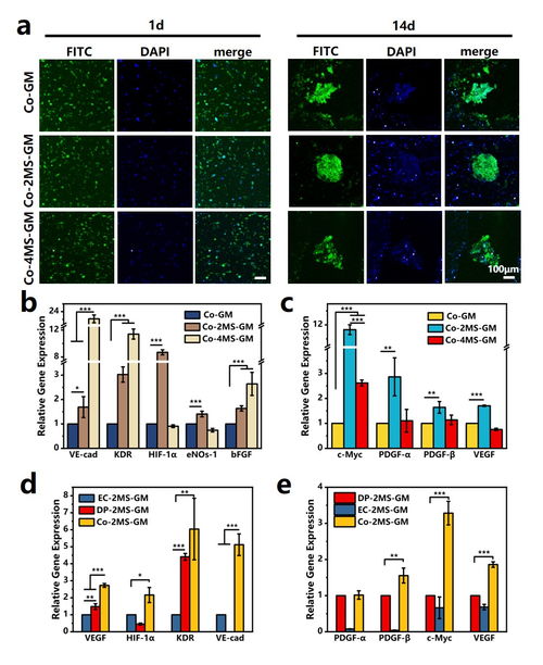 上海硅酸鹽所在無機材料結(jié)合多細(xì)胞生物3d打印用于毛發(fā)再生方面取得重要研究進(jìn)展