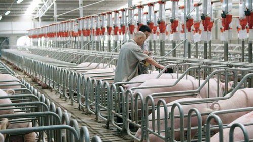 數字經濟與生物基材料創新 2024年上半年經濟實力躍升的雙引擎